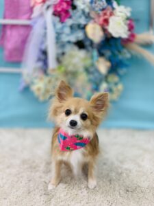 6/17のわんちゃん🐶
