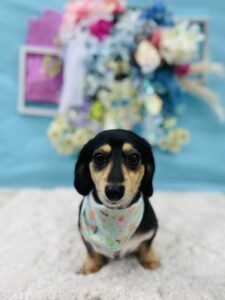 6/24のわんちゃん🐶