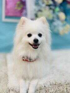 6/27のわんちゃん🐶
