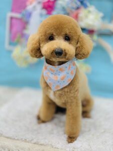6月29日のわんちゃん😊