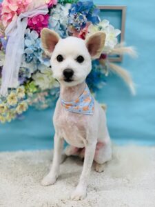 6/30のわんちゃん🐶