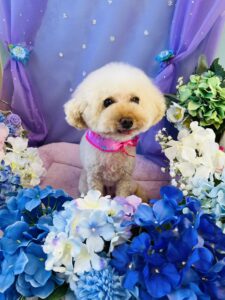6月5日のわんちゃん🍀
