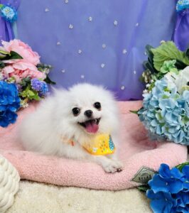 6月14日のわんちゃん🥰