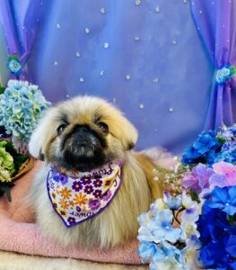 6月28日のわんちゃん🐶