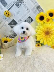 7月21日のわんちゃん🤗