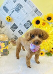 7/21のわんちゃん🌼