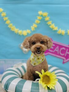 7/1のわんちゃん🐶ねこちゃん😺