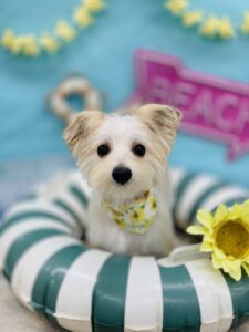 7/9のワンちゃん🐶