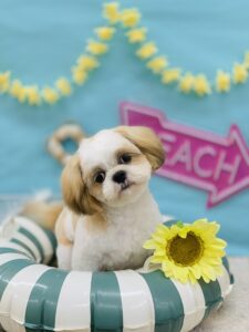 7/11のわんちゃん🌟