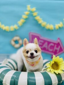 7/19のわんちゃん🐶