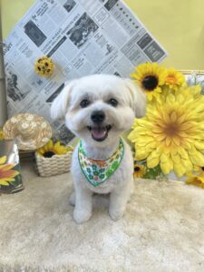 7月3日のわんちゃん🌻