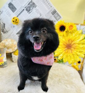 7月4日のわんちゃん🌻