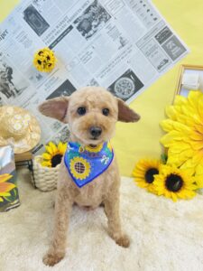 7月5日のわんちゃん🌻