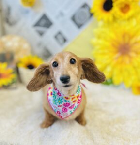 7/7のわんちゃん🐶