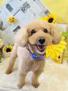 7月12日のワンちゃん❣️