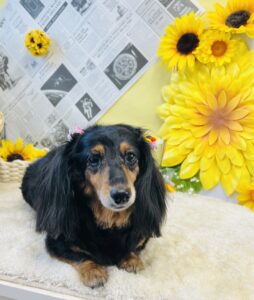 7/15のわんちゃん🐶