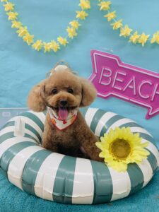 7/25のわんちゃん🐶
