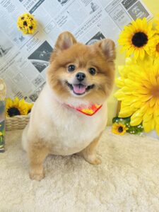 7月17日のわんちゃん✨