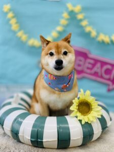 8/2のわんちゃん🐶