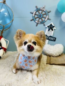 8/19のわんちゃん🧸