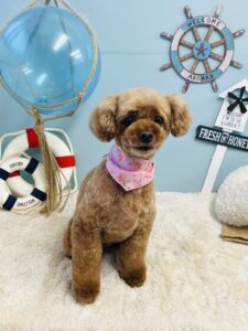 8/24のわんちゃん🐶
