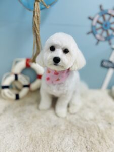 8月29日のわんちゃん☺️