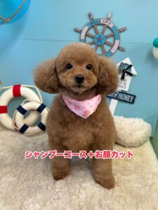 ８月29日のわんちゃん🧸🎀