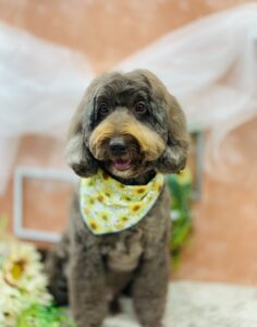 8/11のわんちゃん🐶