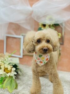 8/15のわんちゃん🐶