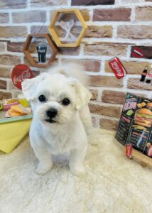 9/1のわんちゃん🐶