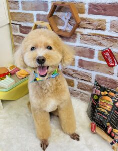 9/6のわんちゃん🌙