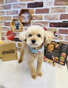 9/9のわんちゃん🐩