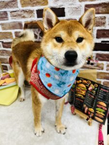 9/14のわんちゃん🍎