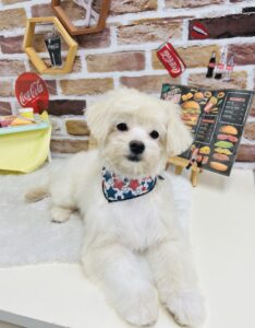 9月21日のわんちゃん🌿