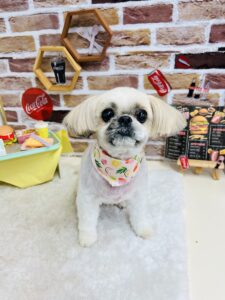 9/22のわんちゃん🐚