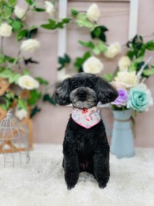 9/1のわんちゃん🐶ねこちゃん🐱