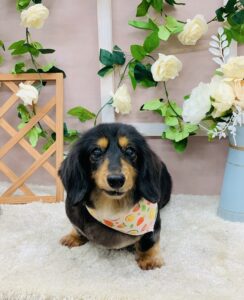 9/3のわんちゃん🐶