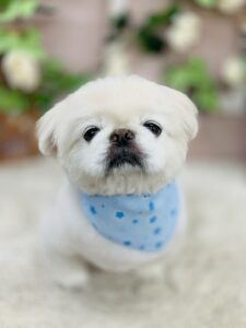 9/10のわんちゃん🐶
