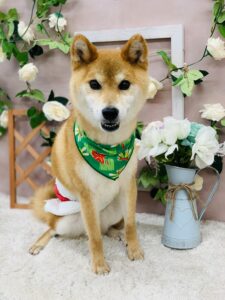 9/15のわんちゃん🐕ねこちゃん🐱