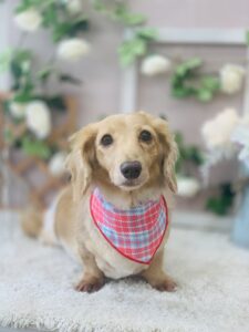 9/19のわんちゃん🥰