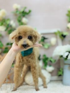 9/22のわんちゃん🥰