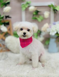 9/23のわんちゃん🍀