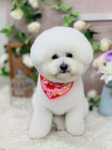 9/24のわんちゃん🌟
