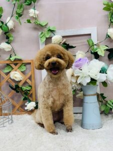 9/26のわんちゃん🐕