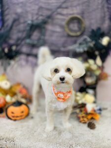 10/7のわんちゃん🐕