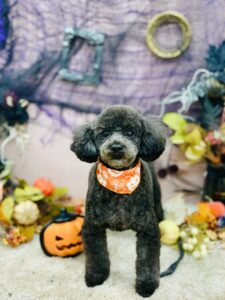 10/12のわんちゃん🐕