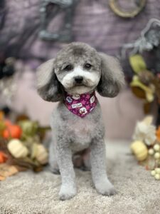 10月15日のわんちゃん😊