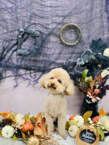 10/24のわんちゃん🐶