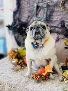 10/28のわんちゃん🩷