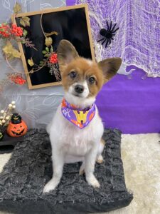 10月7日のわんちゃん🍂